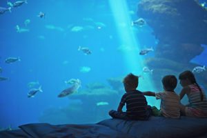 Kids in a huge aquarium looking at fish